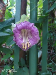 Cobaea scandens