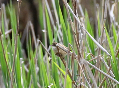 Acrocephalus australis