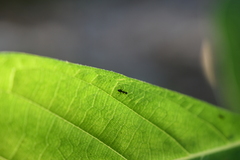 Nylanderia