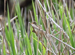 Acrocephalus australis