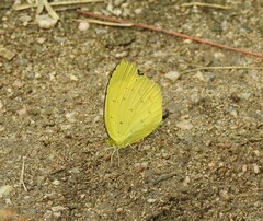 Eurema mandarina