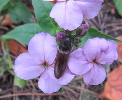 Athous haemorrhoidalis