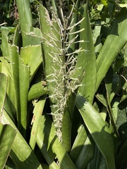 Alpinia galanga