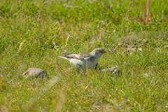 Plectrophenax nivalis