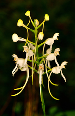 Platanthera integrilabia