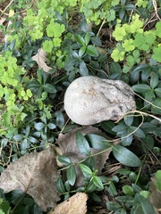 Calvatia craniiformis