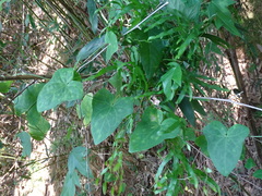 Solena amplexicaulis