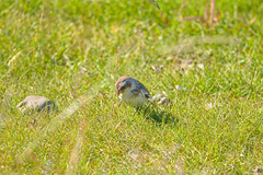 Plectrophenax nivalis