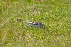 Plectrophenax nivalis