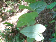 Solena amplexicaulis