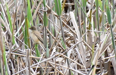 Acrocephalus australis