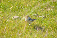 Plectrophenax nivalis