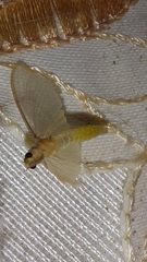 Ephemeroptera