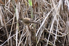 Acrocephalus australis