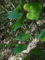 Solena amplexicaulis