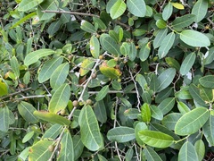 Ficus tinctoria