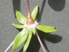 Coelanthum grandiflorum