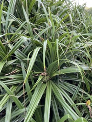 Pandanus odorifer