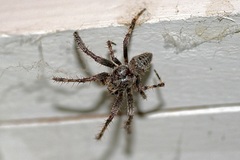 Araneus saevus