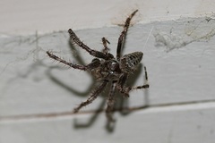 Araneus saevus