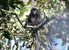 Trachypithecus obscurus