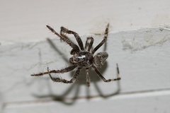 Araneus saevus