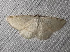 Stegania trimaculata
