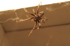 Araneus saevus