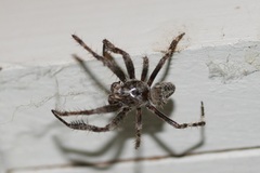 Araneus saevus