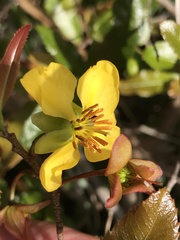 Ochna