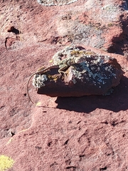 Crotaphytus collaris