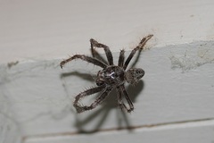 Araneus saevus