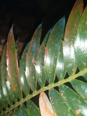 Encephalartos natalensis