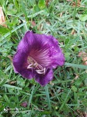 Cobaea scandens