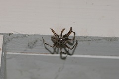 Araneus saevus