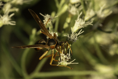 Fuscopolistes