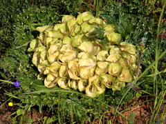 Arctopus monacanthus