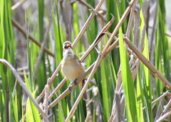 Acrocephalus australis