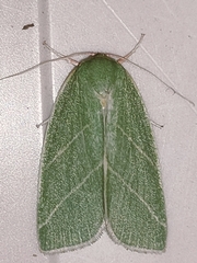 Bena bicolorana