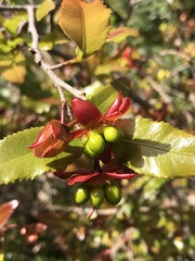 Ochna