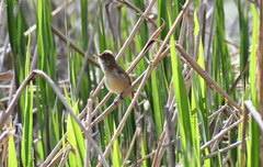 Acrocephalus australis