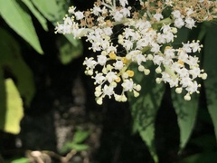 Sambucus javanica
