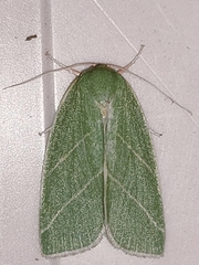 Bena bicolorana