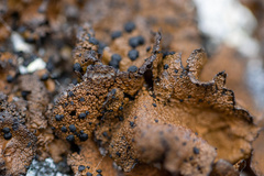 Umbilicaria