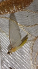 Ephemeroptera
