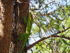 Anolis equestris