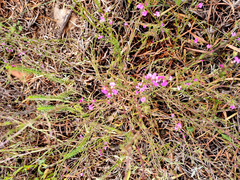 Muraltia ericoides