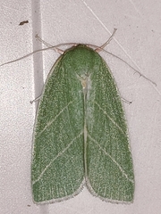 Bena bicolorana