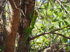 Anolis equestris