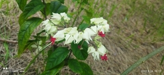 Clerodendrum thomsoniae